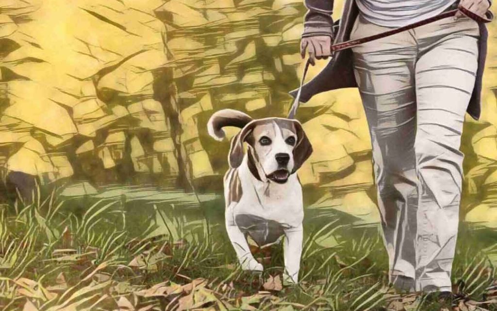 10 Essential Dog Commands - Heel